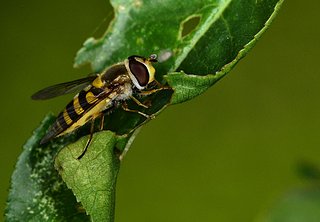 Cliquez sur l'image pour la voir en taille relle

Nom : mouche.jpg
Taille : 1600x1108
Poids : 261,9 Ko
ID : 143723