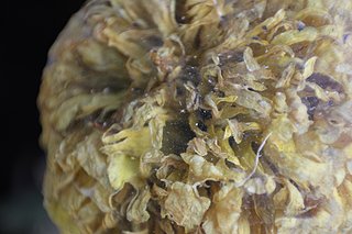 IMG_0262_mini.jpg