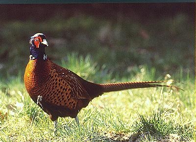 medium_faisan_colchide_coq.4.jpg