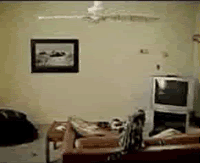 cat_spins_fan.gif cat_spins_fan.gif