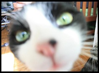 Cliquez sur l'image pour la voir en taille relle

Nom : chat.jpg
Taille : 720x532
Poids : 56,8 Ko
ID : 209343