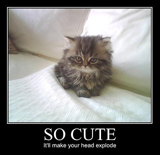 Cliquez sur l'image pour la voir en taille relle

Nom : so-cute-itll-make-your-head-explode.jpg
Taille : 500x485
Poids : 54,9 Ko
ID : 45543