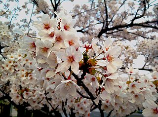 Cliquez sur l'image pour la voir en taille relle

Nom : fleurs de cerisier retouche - essai 2.jpg
Taille : 900x667
Poids : 456,5 Ko
ID : 246953