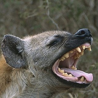 Cliquez sur l'image pour la voir en taille relle

Nom : hyene-dentition.jpg
Taille : 353x353
Poids : 65,7 Ko
ID : 285663