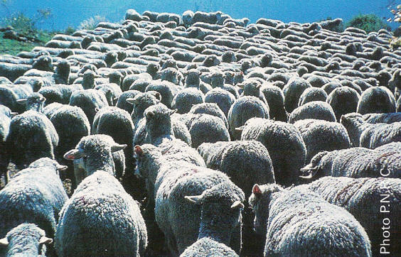 troupeau%20moutons%20merinos.jpg troupeau%20moutons%20merinos.jpg