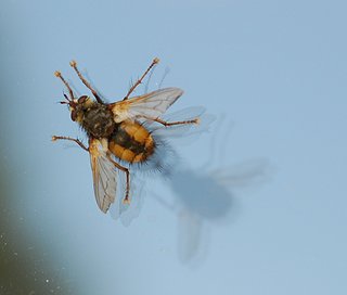 Cliquez sur l'image pour la voir en taille relle

Nom : mg2.jpg
Taille : 1083x920
Poids : 122,2 Ko
ID : 162973