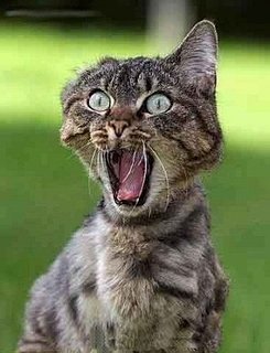 Cliquez sur l'image pour la voir en taille relle

Nom : medium_chat-peur-humour-animal.jpg
Taille : 344x450
Poids : 38,4 Ko
ID : 83183
