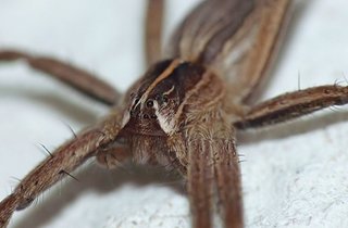 Cliquez sur l'image pour la voir en taille relle

Nom : araignee.jpg
Taille : 1600x1050
Poids : 135,1 Ko
ID : 145483