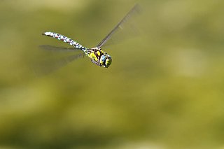 Cliquez sur l'image pour la voir en taille relle

Nom : anax imperator %282 of 2%29.jpg
Taille : 800x533
Poids : 47,3 Ko
ID : 134683