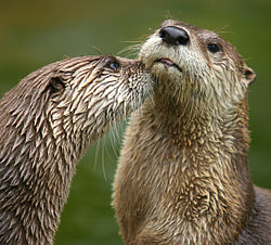 250px-LutraCanadensis_fullres.jpg