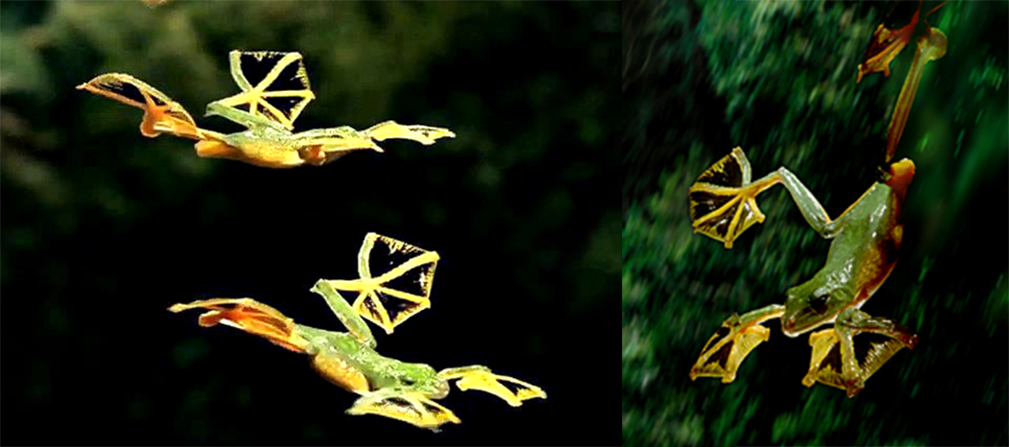 Летающие земноводные. Чернолапый веслоног лягушка. Яванская веслоногая летающая лягушка. Летающая квакша. Чернолапый веслоног.