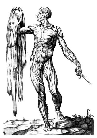 ecorche-valverde.jpg ecorche-valverde.jpg