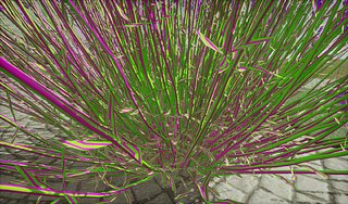 Cliquez sur l'image pour la voir en taille relle

Nom : lavande melange de deux texture a sansar.jpg
Taille : 1679x986
Poids : 553,4 Ko
ID : 287514