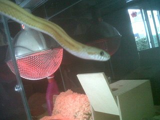 elaphe3.jpg elaphe3.jpg