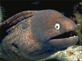 Cliquez sur l'image pour la voir en taille relle

Nom : moray_eel_1.jpg
Taille : 607x451
Poids : 79,6 Ko
ID : 158714