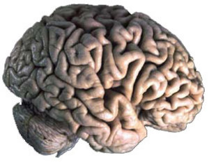 cerveau.jpg cerveau.jpg
