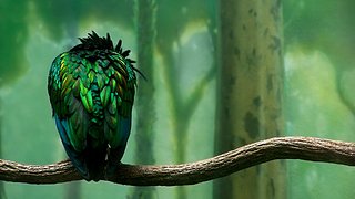 Cliquez sur l'image pour la voir en taille relle

Nom : 01819_birdonabranch_1920x1080.jpg
Taille : 1920x1080
Poids : 1,02 Mo
ID : 145734