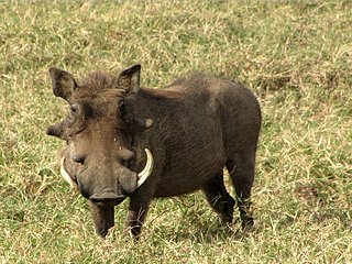 Warthog,_male,_Serengeti.jpg