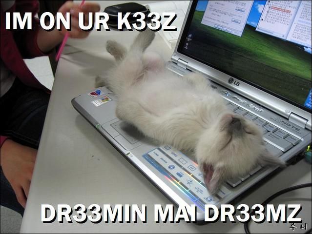 1168280046-computercat.b.jpg