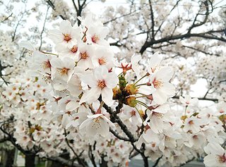 Cliquez sur l'image pour la voir en taille relle

Nom : fleurs de cerisier-2.jpg
Taille : 900x667
Poids : 417,6 Ko
ID : 246954