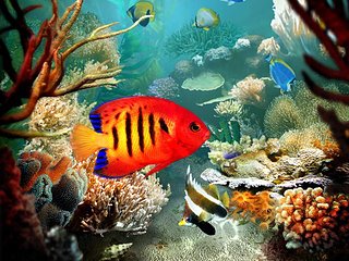Cliquez sur l'image pour la voir en taille relle

Nom : tropical-fish-3d-screensaver.jpg
Taille : 640x480
Poids : 115,1 Ko
ID : 72274