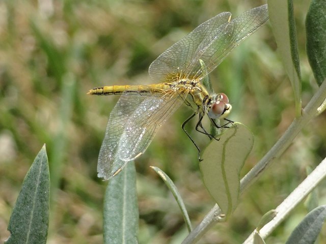 1345033044-dsc00621.jpg 1345033044-dsc00621.jpg