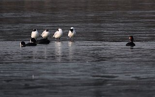 Cliquez sur l'image pour la voir en taille relle

Nom : lac.jpg
Taille : 1024x643
Poids : 143,1 Ko
ID : 136674