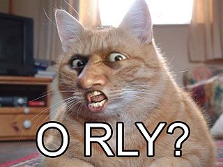 Cliquez sur l'image pour la voir en taille relle

Nom : O-rly_cat.jpg
Taille : 500x375
Poids : 45,9 Ko
ID : 127874