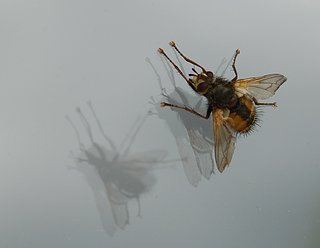 Cliquez sur l'image pour la voir en taille relle

Nom : mg3.jpg
Taille : 1042x806
Poids : 101,0 Ko
ID : 162974