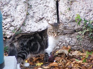 Photo 020.jpg