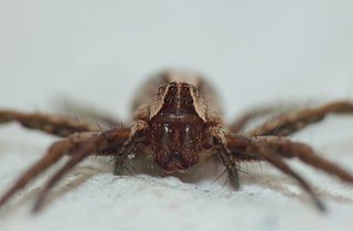 Cliquez sur l'image pour la voir en taille relle

Nom : araignee2.jpg
Taille : 1600x1050
Poids : 106,4 Ko
ID : 145484
