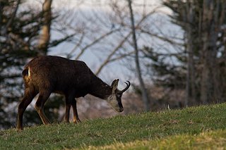 Cliquez sur l'image pour la voir en taille relle

Nom : chamois.jpg
Taille : 800x533
Poids : 183,8 Ko
ID : 134684