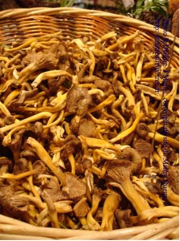 chanterelle.jpg chanterelle.jpg
