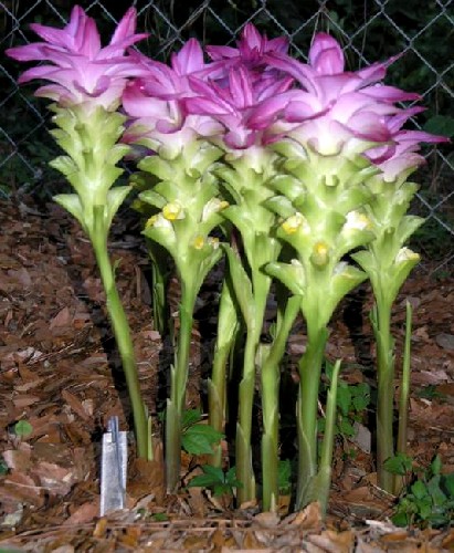 Curcuma_elata_Flowers_AD.jpg Curcuma_elata_Flowers_AD.jpg
