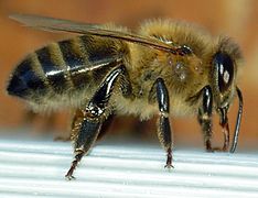 234px-Abeille-bee-profil.jpg