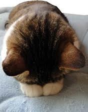 chaton.jpg