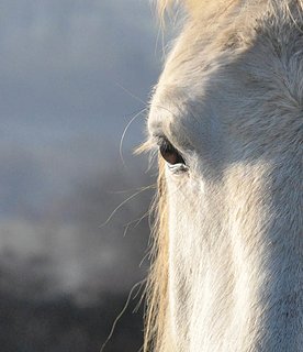 Cliquez sur l'image pour la voir en taille relle

Nom : cheval.jpg
Taille : 689x800
Poids : 79,8 Ko
ID : 67394