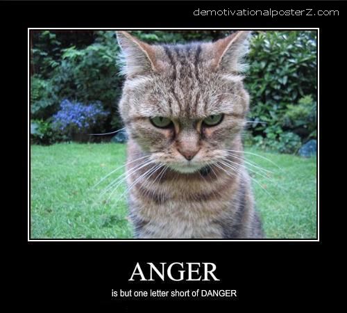 angry+cat.jpg