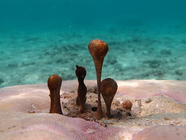 Hydrocoleum_sp..jpg Hydrocoleum_sp..jpg