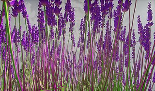 Cliquez sur l'image pour la voir en taille relle

Nom : lavande haut melange texture  a sansar.jpg
Taille : 1679x986
Poids : 478,4 Ko
ID : 287515