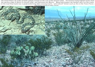 elaphe4.jpg elaphe4.jpg