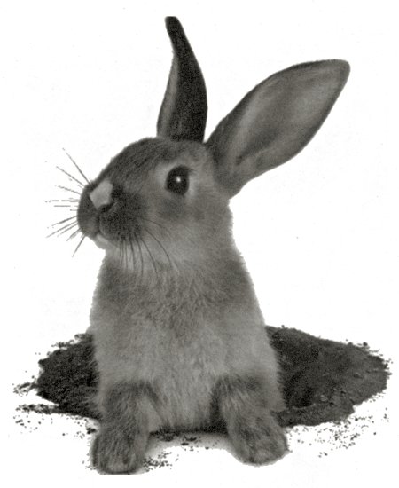 lapin.jpg