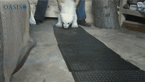 1387394194337.gif 1387394194337.gif