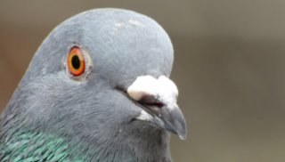 Cliquez sur l'image pour la voir en taille relle

Nom : pigeon[1].png
Taille : 330x188
Poids : 108,5 Ko
ID : 614535