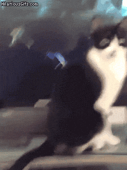 HDiluj8.gif HDiluj8.gif
