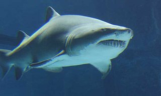 Cliquez sur l'image pour la voir en taille relle

Nom : Requin Taureau.jpg
Taille : 680x406
Poids : 11,6 Ko
ID : 76245