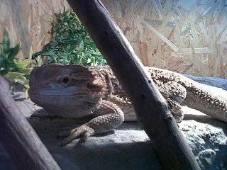 pogona.jpg pogona.jpg