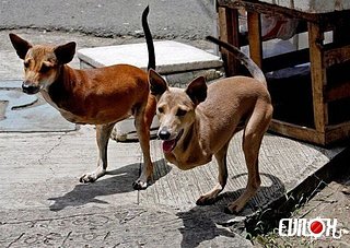 Cliquez sur l'image pour la voir en taille relle

Nom : chiens-kangourou.jpg
Taille : 640x454
Poids : 72,8 Ko
ID : 145945