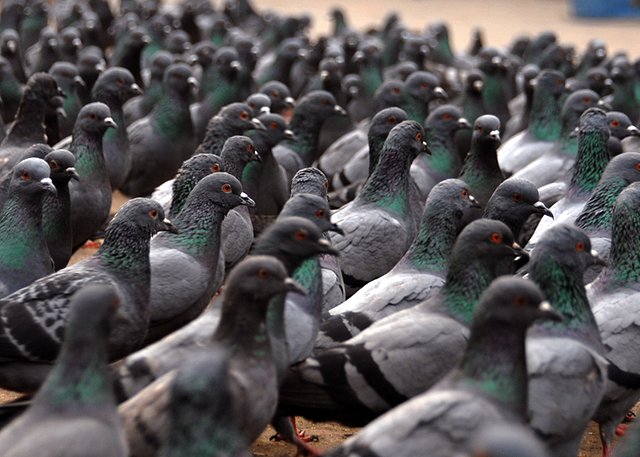 pigeons.jpg pigeons.jpg