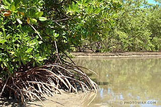 mangrove.jpg mangrove.jpg